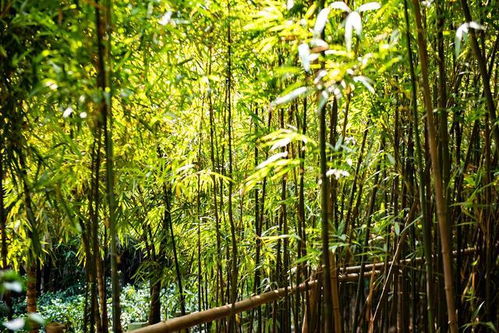 竹子是圓的？廣東佛山西樵山的方形竹子，顛覆你的認知